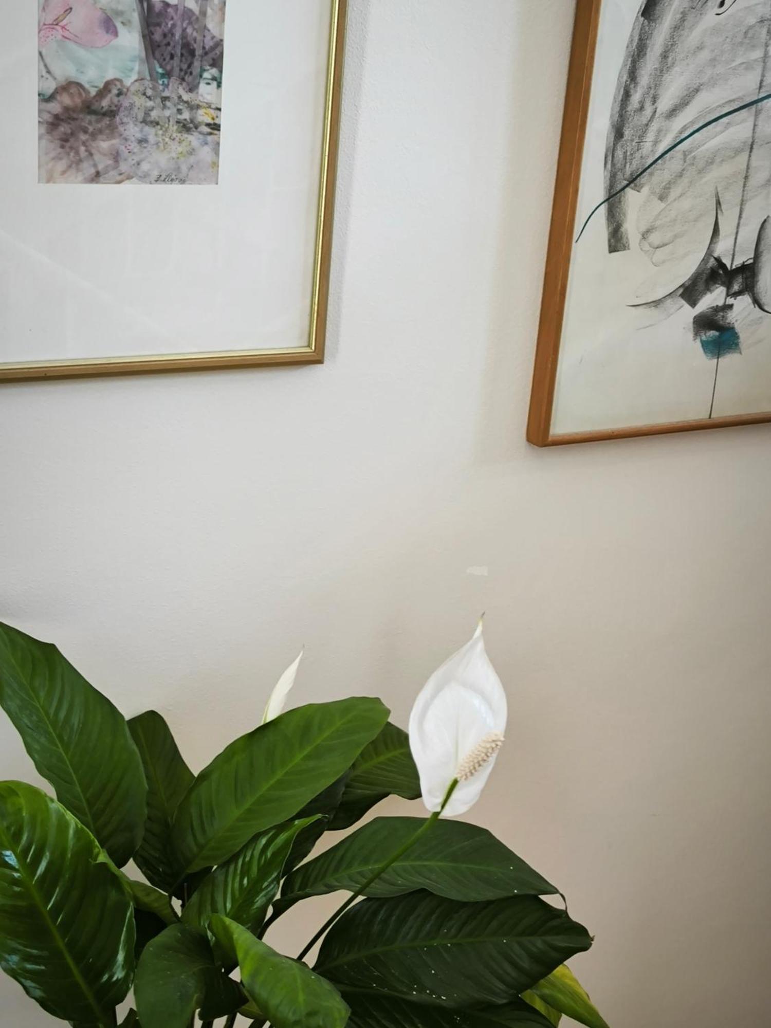 Art Sole Lägenhet Pula